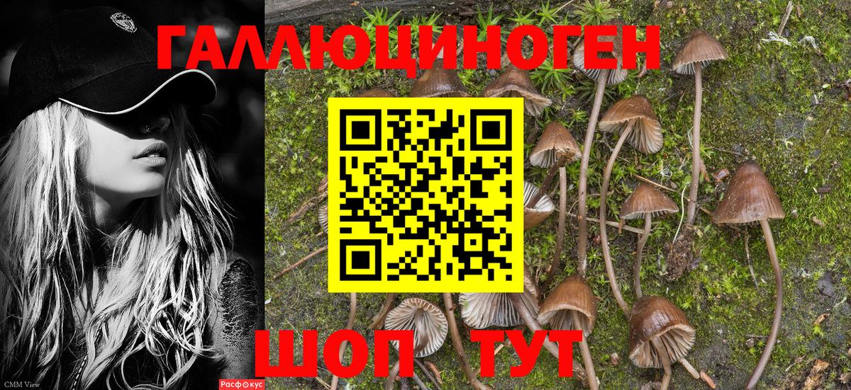 Галлюциногенные грибы Psilocybine cubensis Ржев